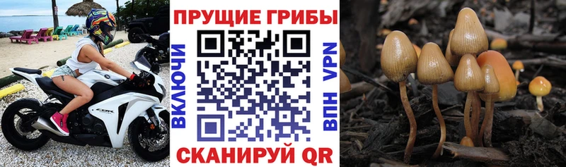 Псилоцибиновые грибы MAGIC MUSHROOMS  МЕГА tor  Казань  купить  сайты 